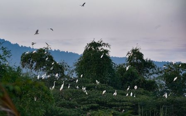 Người đàn ông “xây nhà” dụ cò về ở - 2 Người đàn ông “xây nhà” dụ cò về ở - 2