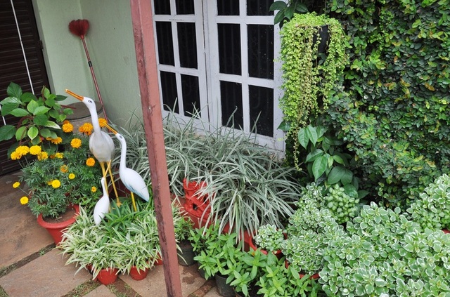 Tận dụng giày cũ, chai nhựa trồng cây người phụ nữ có khu vườn tuyệt đẹp - 3 Tận dụng giày cũ, chai nhựa trồng cây người phụ nữ có khu vườn tuyệt đẹp - 3