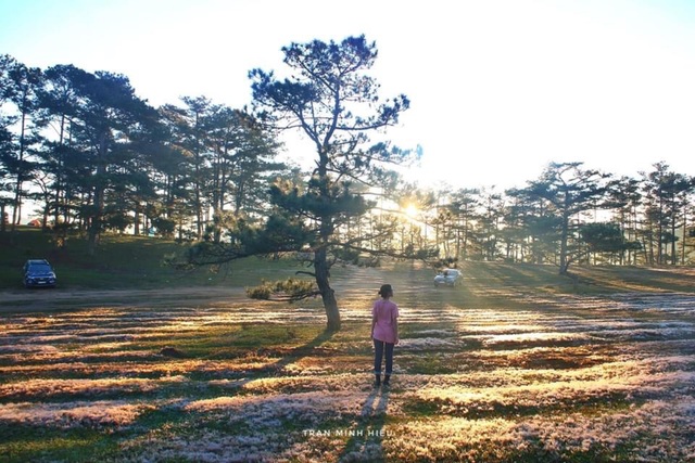 Picturesque season of rose grass Dalat - 2