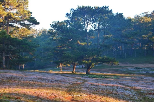 Picturesque season of rose grass Dalat - 7