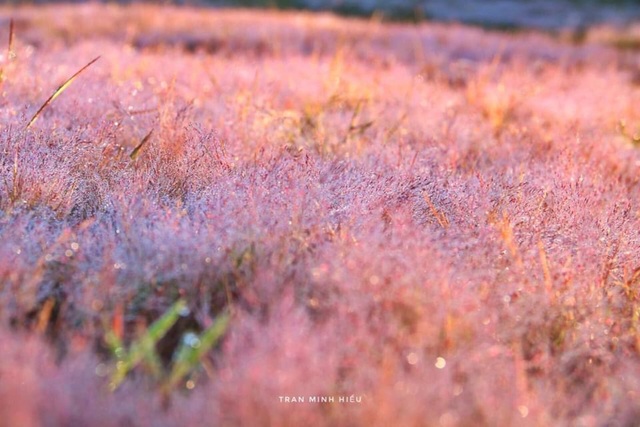 Picturesque season of rose grass Dalat - 3