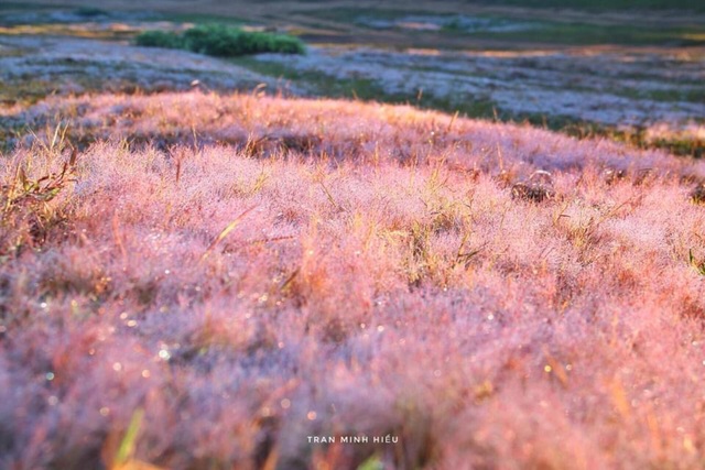 Picturesque season of persimmon Da Lat - 1