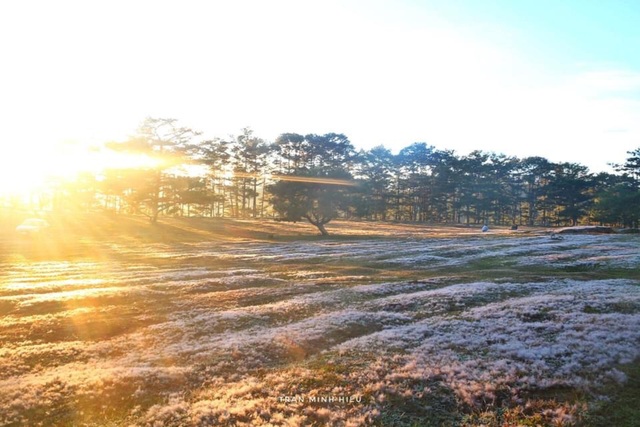 Picturesque season of rose grass Da Lat - 5