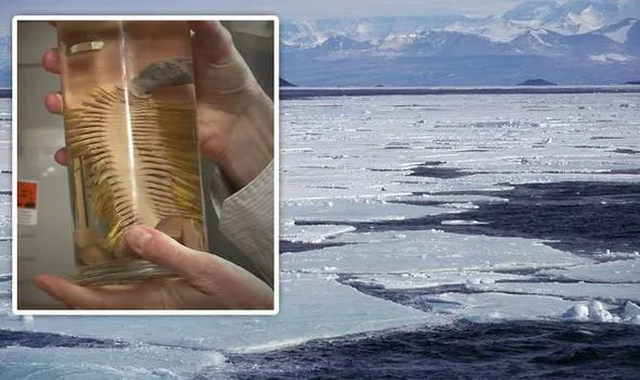 Tìm thấy loài sinh vật mới ở Nam Cực dưới lớp băng 1000 mét - 1