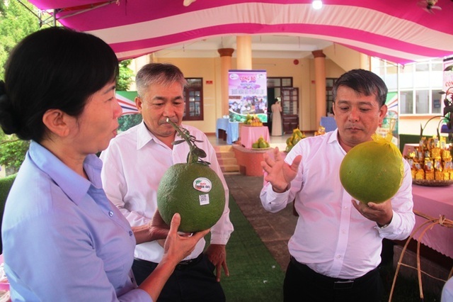 Nông dân Hoài Ân đổi đời nhờ trồng bưởi da xanh - 2 Nông dân Hoài Ân đổi đời nhờ trồng bưởi da xanh - 2