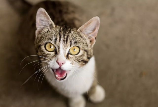 Tại sao mèo lại kêu meo meo? | Báo Dân trí