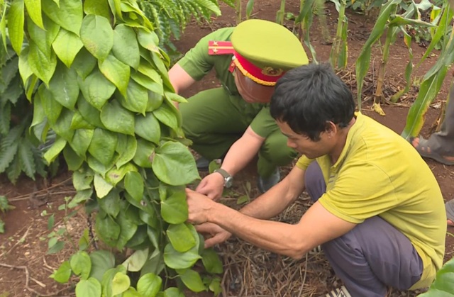 Nghi án người đàn ông đào, chặt cây của dân… mang về rẫy mình trồng - 1