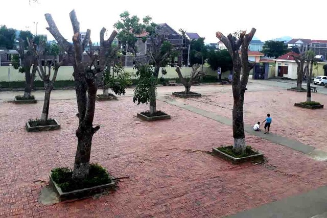 Hàng loạt cây xanh trong khuôn viên nhà trường bị cắt tỉa cành trơ trọi - 3 Hàng loạt cây xanh trong khuôn viên nhà trường bị cắt tỉa cành trơ trọi - 3