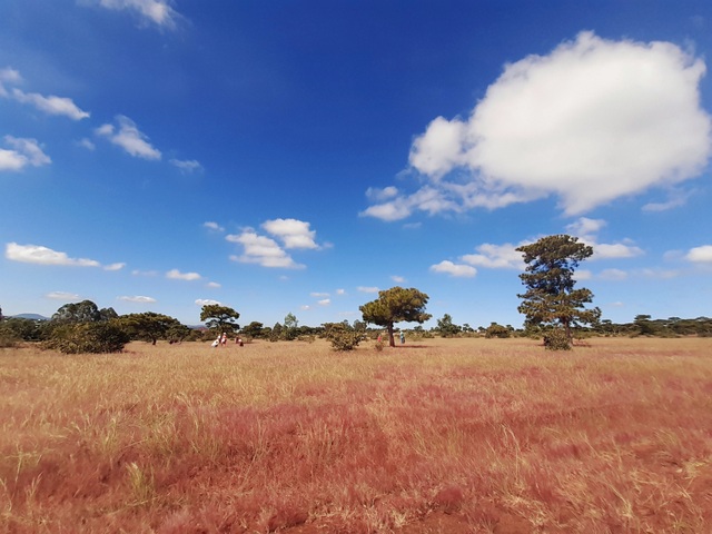 Fall in love with a unique rose-grass hill on Gia Lai plateau - 2