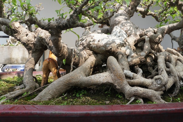 Đại gia chi gần 10 tỷ đồng mua cây cảnh đặt trên sân thượng ngắm mỗi ngày - 6 Đại gia chi gần 10 tỷ đồng mua cây cảnh đặt trên sân thượng ngắm mỗi ngày - 6