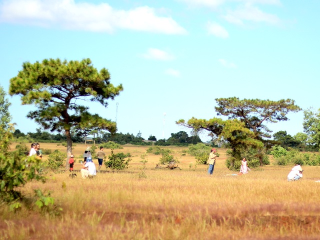 Fall in love with the unique rose-grass hill on Gia Lai plateau - 13