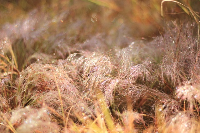 Fall in love with a unique rose-grass hill on Gia Lai Plateau - 8