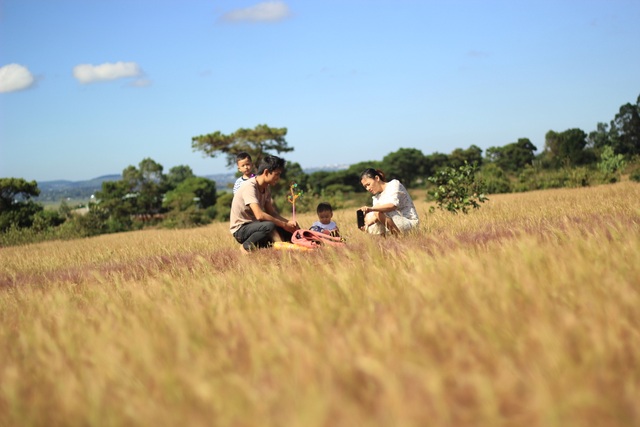 Fall in love with the unique rose-grass hill on Gia Lai plateau - 9