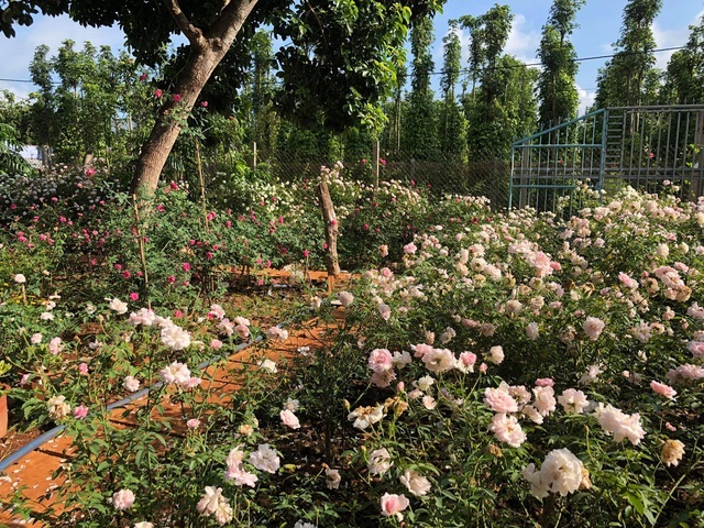 Mê mẩn những khu vườn gần trăm loài hoa hồng đua nhau khoe sắc - 4 Mê mẩn những khu vườn gần trăm loài hoa hồng đua nhau khoe sắc - 4