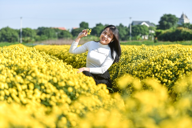 Hoa cúc tiến Vua Hưng Yên vào mùa vàng rực - 10 Hoa cúc tiến Vua Hưng Yên vào mùa vàng rực - 10