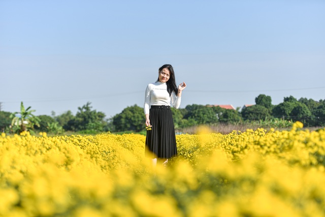 Hoa cúc tiến Vua Hưng Yên vào mùa vàng rực - 13 Hoa cúc tiến Vua Hưng Yên vào mùa vàng rực - 13