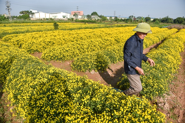 Hoa cúc tiến Vua Hưng Yên vào mùa vàng rực - 3 Hoa cúc tiến Vua Hưng Yên vào mùa vàng rực - 3