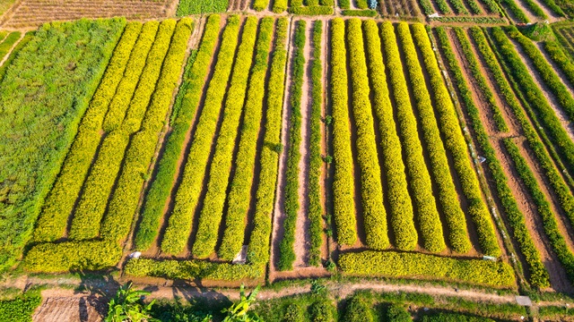 Hoa cúc tiến Vua Hưng Yên vào mùa vàng rực - 2 Hoa cúc tiến Vua Hưng Yên vào mùa vàng rực - 2