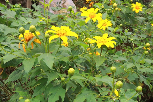 The famous flower Dalat flower-silk in Trang An captivates visitors - 2