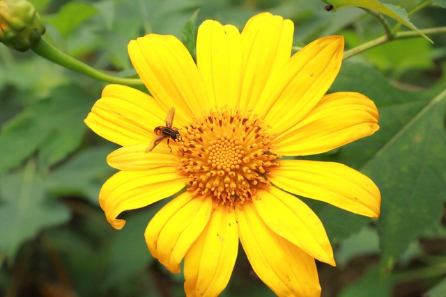 The famous flower Dalat flower-silk in Trang An captivates visitors - 10