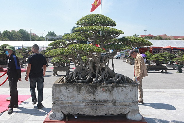 Sanh cổ của đại gia Bắc Ninh, 30 năm trước mua 7 triệu đồng, giờ lên 10 tỷ đồng - 2 Sanh cổ của đại gia Bắc Ninh, 30 năm trước mua 7 triệu đồng, giờ lên 10 tỷ đồng - 2