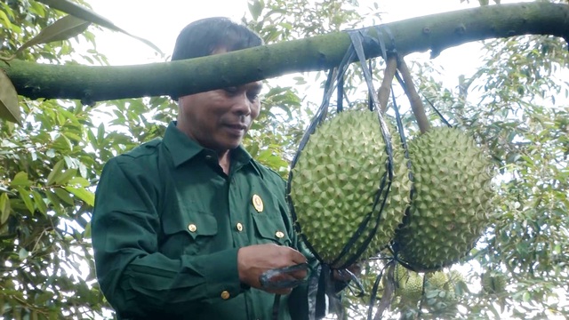 Cựu chiến binh giúp nhau thoát nghèo từ mô hình vườn cây đa canh - 1 Cựu chiến binh giúp nhau thoát nghèo từ mô hình vườn cây đa canh - 1