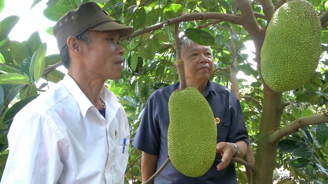 Cựu chiến binh giúp nhau thoát nghèo từ mô hình vườn cây đa canh - 3 Cựu chiến binh giúp nhau thoát nghèo từ mô hình vườn cây đa canh - 3