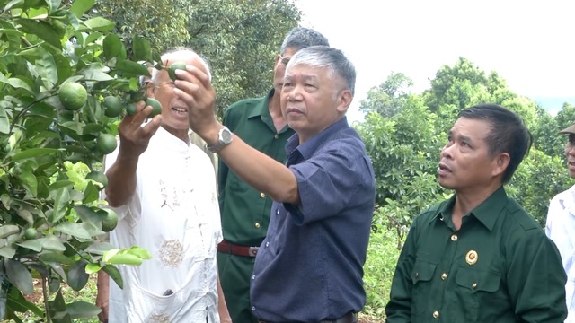 Cựu chiến binh giúp nhau thoát nghèo từ mô hình vườn cây đa canh - 4 Cựu chiến binh giúp nhau thoát nghèo từ mô hình vườn cây đa canh - 4