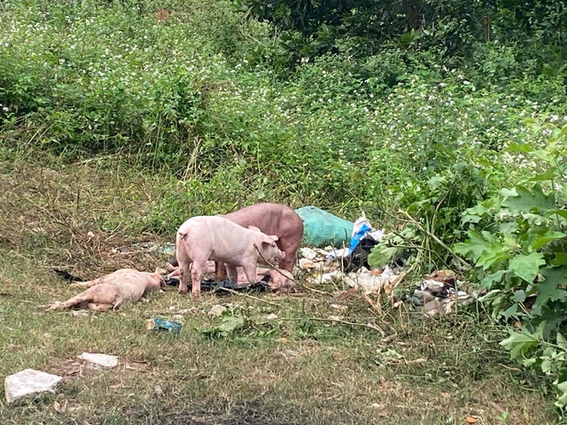 Pigs from hundreds of suspected infected pigs were dumped on the side of the road - 1