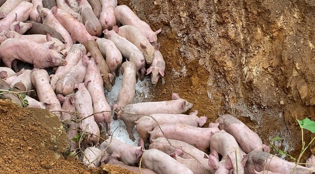 Pigs from hundreds of suspected infected pigs were dumped on the side of the road - 3