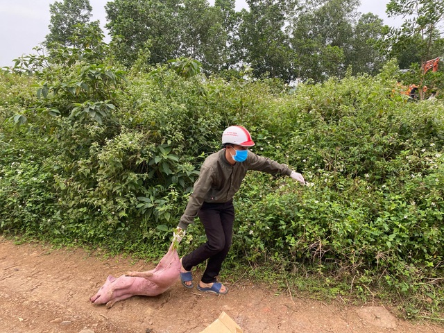 The pigs of hundreds of suspected infected pigs were dumped on the side of the road - 2