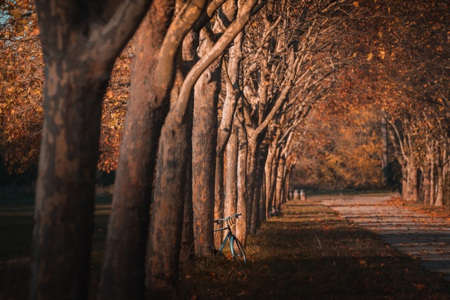 Choáng ngợp cảnh sắc đẹp như phim mùa cây thay lá ở Pháp - 2
