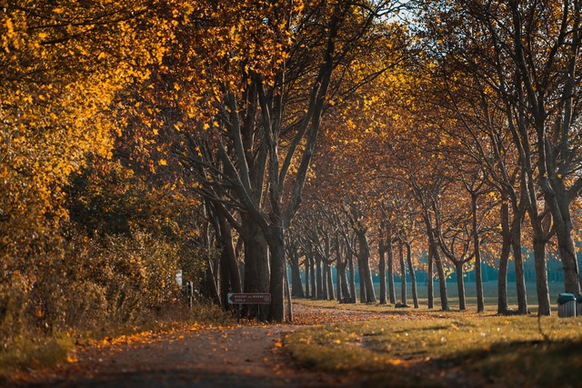 Choáng ngợp cảnh sắc đẹp như phim mùa cây thay lá ở Pháp - 14