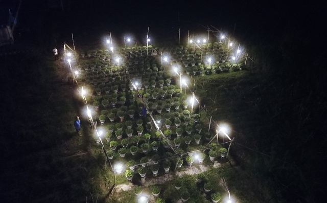 Gần Tết, về xem người làm vườn biến đêm thành ngày cho hoa cúc nở - 4 Gần Tết, về xem người làm vườn biến đêm thành ngày cho hoa cúc nở - 4