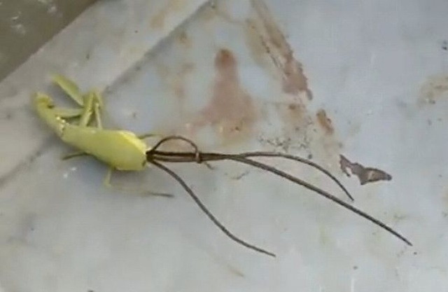 Sinh vật ngoài hành tinh chui ra từ xác bọ ngựa - 1 Sinh vật ngoài hành tinh chui ra từ xác bọ ngựa - 1