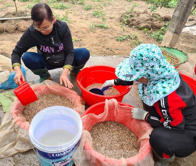 Nông dân Hải Phòng thấp thỏm lo rươi mất mùa - 2 Nông dân Hải Phòng thấp thỏm lo rươi mất mùa - 2