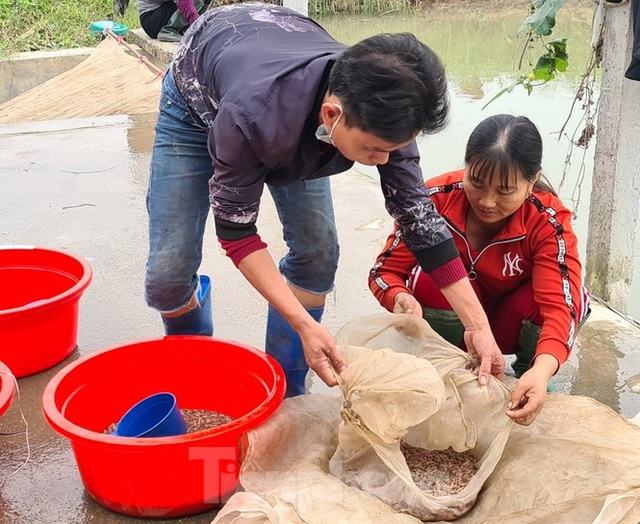 Nông dân Hải Phòng thấp thỏm lo rươi mất mùa - 3 Nông dân Hải Phòng thấp thỏm lo rươi mất mùa - 3
