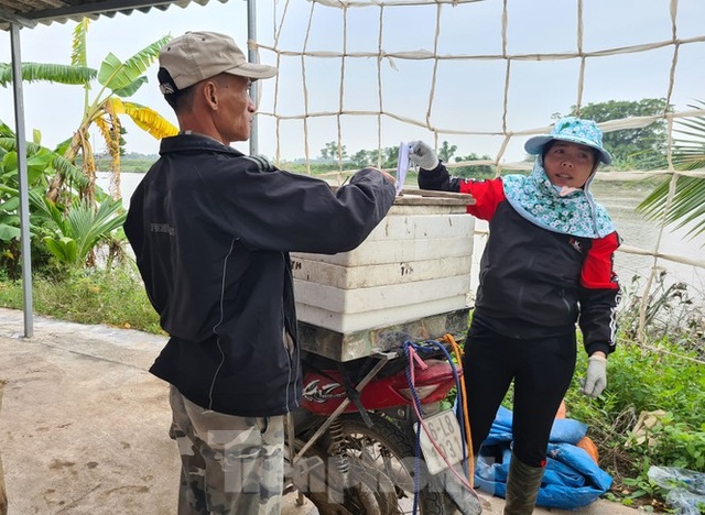 Nông dân Hải Phòng thấp thỏm lo rươi mất mùa - 8 Nông dân Hải Phòng thấp thỏm lo rươi mất mùa - 8