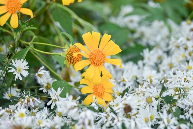 Enjoy checking-in with beautiful wildflowers in the heart of Hanoi - 1