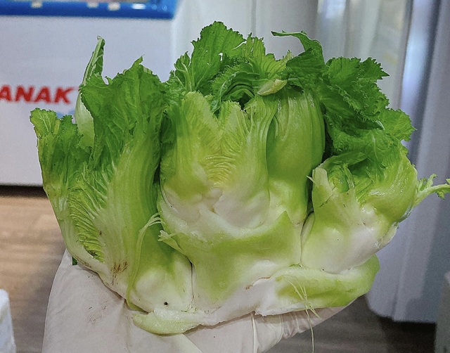 Chờ cả năm để ăn rau mầm đá, đặc sản tiến vua khiến khách săn lùng - 3 Chờ cả năm để ăn rau mầm đá, đặc sản tiến vua khiến khách săn lùng - 3