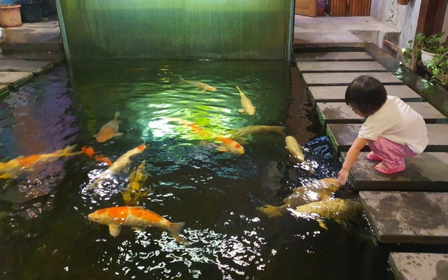 Uống cà phê ngắm cá Koi khủng độc đáo ở Hà Nội - 9 Uống cà phê ngắm cá Koi khủng độc đáo ở Hà Nội - 9