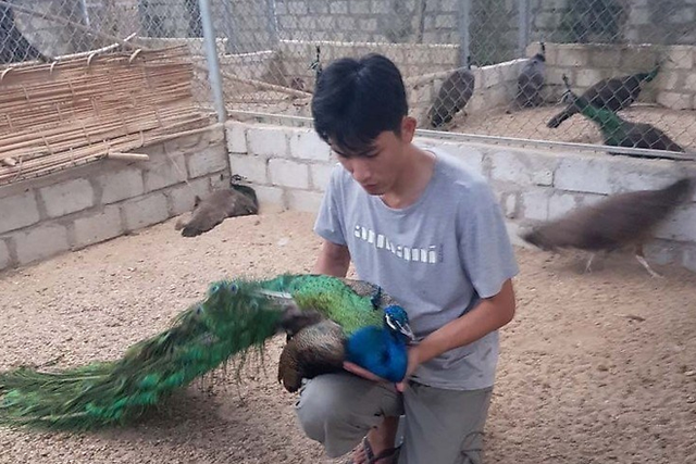 Thuần hóa chim công bằng nước muối, bán tới 80 triệu đồng 1 trống 3 mái - 1 Thuần hóa chim công bằng nước muối, bán tới 80 triệu đồng 1 trống 3 mái - 1