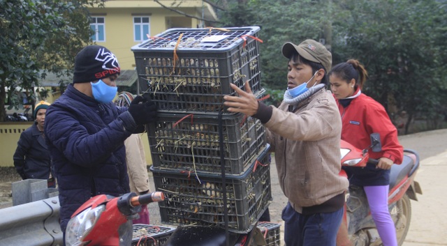 Quảng Trị: Hỗ trợ sinh kế cho bà con vùng cao bị thiệt hại do mưa lũ - 3 Quảng Trị: Hỗ trợ sinh kế cho bà con vùng cao bị thiệt hại do mưa lũ - 3