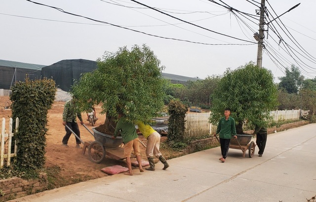 Người làm nghề trồng đào Nhật Tân lo cho vụ mùa dịp Tết Nguyên đán - 8 Người làm nghề trồng đào Nhật Tân lo cho vụ mùa dịp Tết Nguyên đán - 8