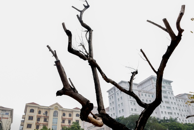 Truyền dịch giải cứu bất thành, hàng chục cây sưa đỏ chết khô ở Hà Nội - 7 Truyền dịch giải cứu bất thành, hàng chục cây sưa đỏ chết khô ở Hà Nội - 7