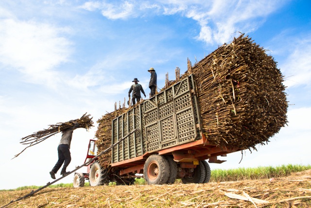 Thuế phòng vệ thương mại: Giải pháp cấp bách đảm bảo an ninh lương thực lâu dài cho quốc gia - 1 Thuế phòng vệ thương mại: Giải pháp cấp bách đảm bảo an ninh lương thực lâu dài cho quốc gia - 1