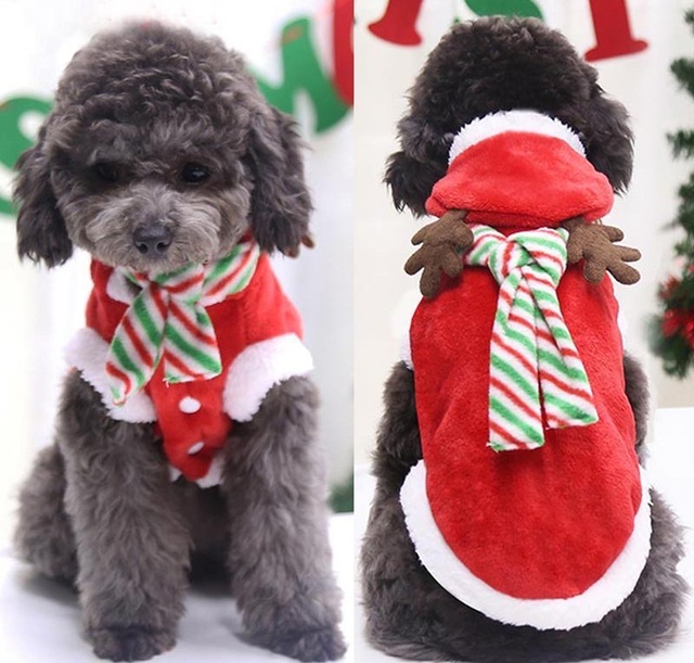 Chủ nhân đốt ví trưng diện đồ Noel hạng sang cho thú cưng - 1 Chủ nhân đốt ví trưng diện đồ Noel hạng sang cho thú cưng - 1