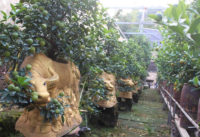 Trâu vàng cõng quất bonsai hút khách sành chơi, giá chục triệu đồng - 4 Trâu vàng cõng quất bonsai hút khách sành chơi, giá chục triệu đồng - 4