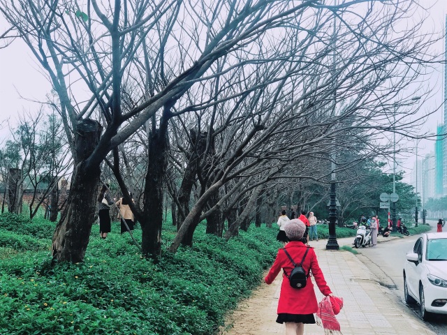 Đua nhau check-in hàng cây rụng lá đẹp như mùa đông trong phim Hàn - 2