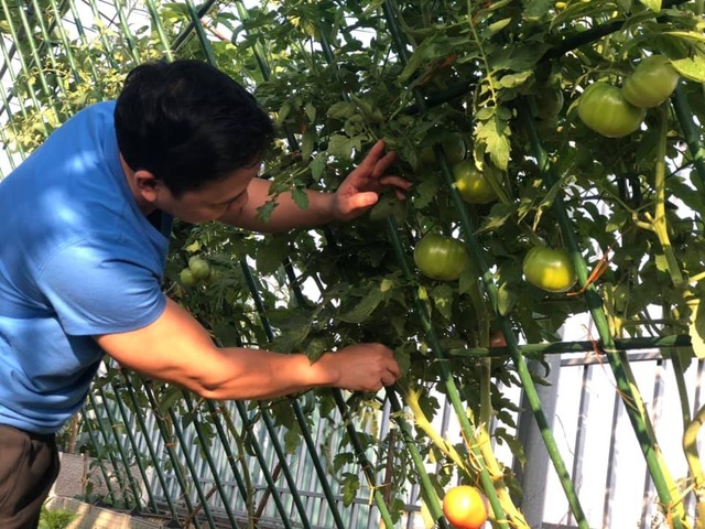 Ông bố Hà Nội chi 70 triệu đồng trồng rau, quả sai lúc lỉu trên sân thượng - 7